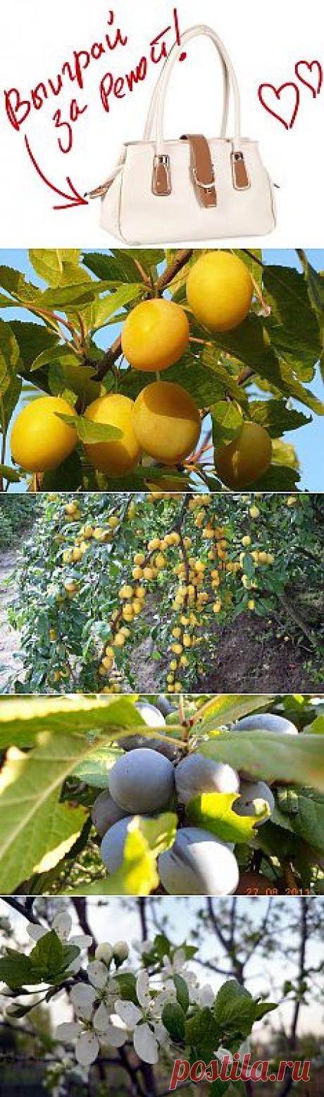 Слива. Выиграйте стильную сумку от интернет-магазина Клуб Красоты, разместив любой пост с сайта 7dach.ru в Постиле. Чем больше постов - тем выше шансы. Розыгрыш состоится в понедельник, 16 декабря. В акции участвуют все посты, которые содержат этот текст и фото сумки!