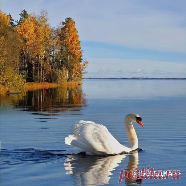 Моя душа… Земля озёр глубоких,
Живая в ней вода, что не спасёт.
Бывает, расцветёт в мечтах далёких,
А после - просто тиной порастёт.
Её вода, как зеркало искрится,
Показать полностью...
