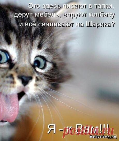ОЗОРНИК!!!НО ОЧЕНЬ МИЛЫЙ!