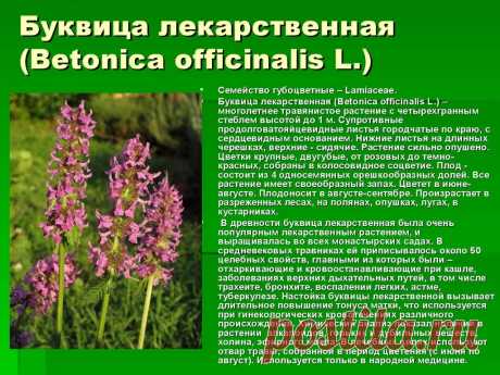 Буквица лекарственная