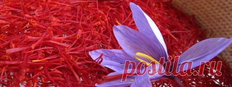 Изумительная пряность - шафран