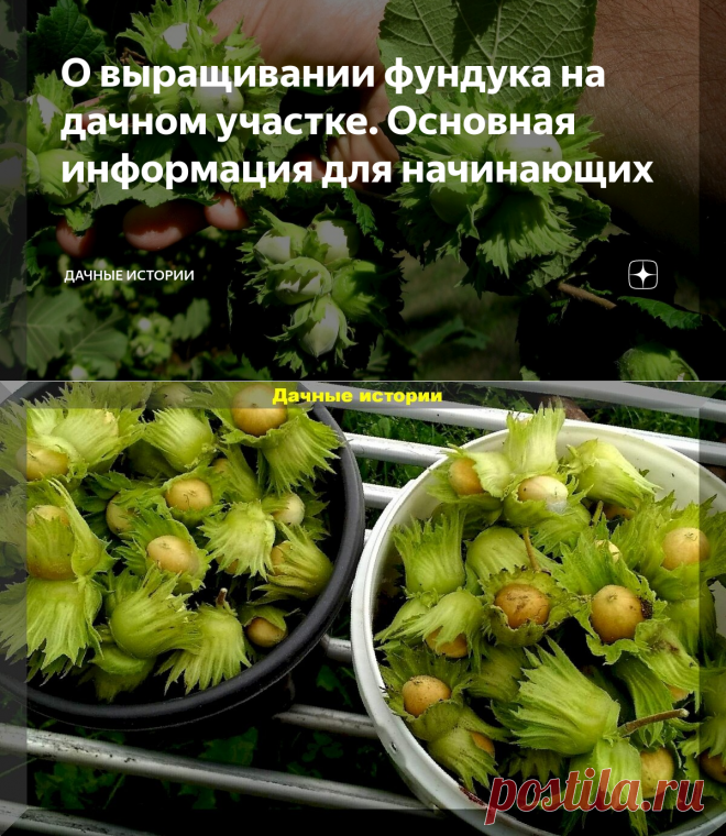 О выращивании фундука на дачном участке. Основная информация для начинающих | Дачные истории | Яндекс Дзен