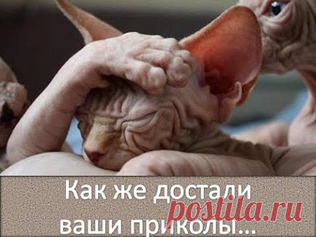 Сфинксы - кошки! Надоели им приколы! / Sphyncs cat
