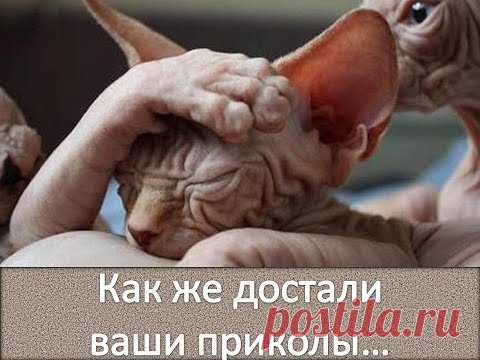 Сфинксы - кошки! Надоели им приколы! / Sphyncs cat