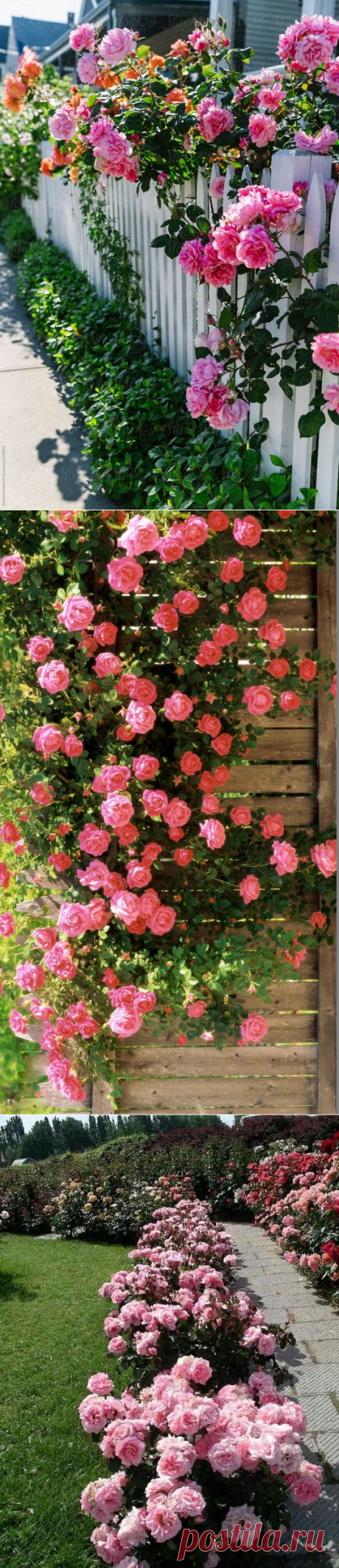Pinterest