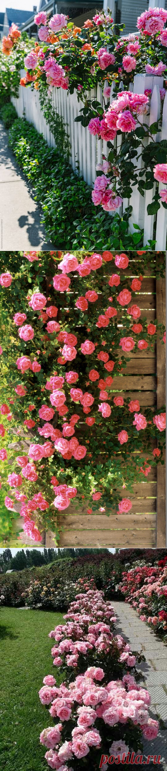 Pinterest