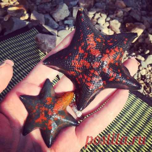 Шестиконечная морская звезда -- редкость!!!