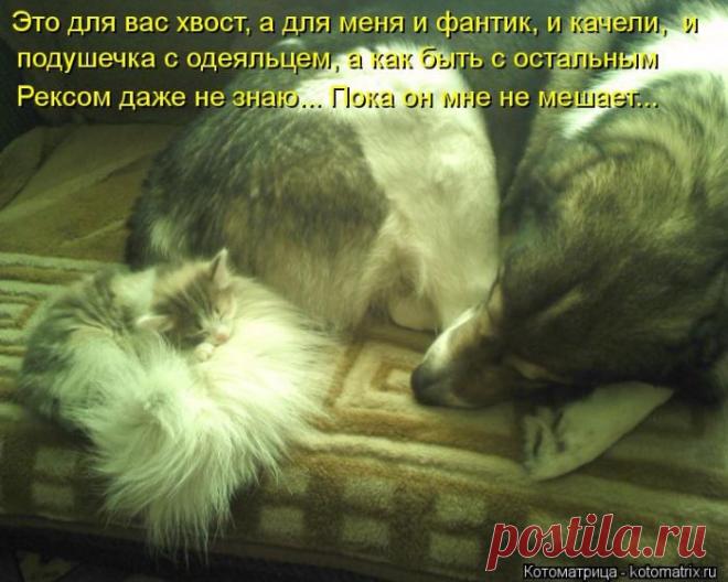 Четыре сыночка (котоматрица)