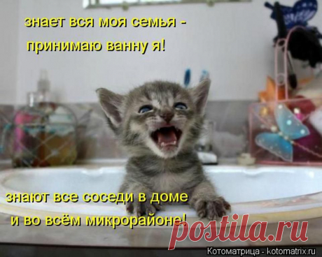 Забавные животные