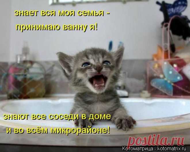 Забавные животные