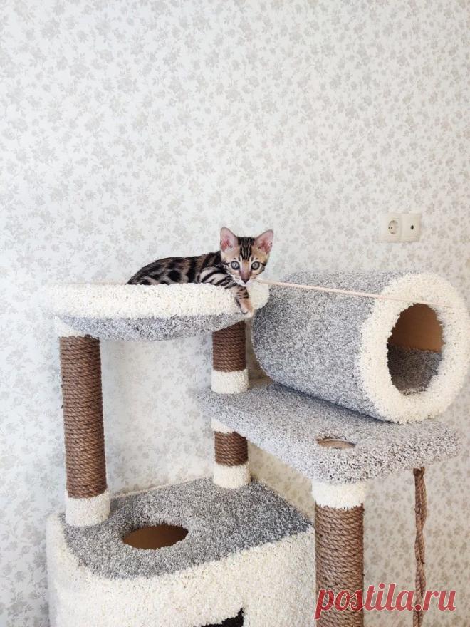 Каждый день - это подарок, а подарки следует принимать с благодарностью!🐾🐈
#когтеточкикиров #домикидлякошек #игровойкомплексдлякошек #домикогтеточка #когтеточки #беговоеколесодлякошек #кототренажер #безкотаижизньнета #kogtetochki_rus #cat #cats #russia #bengalcatsclub #meincoon #беларусь #казахстан #бенгальскийкот #абиссинец #мейнкуны #бурманскаякошка #сфинксы #курильскийбобтейл #шотландскийвислоухий #британскаяшиншилла #сыктывкар #пермь #тольятти #нижневартовск