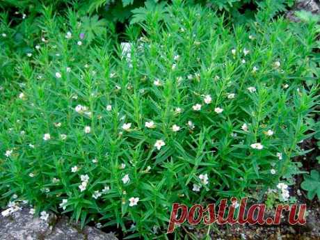 Лекарственное растение Авран аптечный (Gratiola officinalis). Многолетнее, голое растение высотой 15-40 см. Листья накрест-супротивные, сидячие, ланцетные, заостренные, коротко-, но остропильчатые, трех- или пятижилковые. Одиночные цветки на длинных цветоножках; венчик беловатый с красноватыми жилками или с красноватой каймой, трубка венчика желтоватая, длиной 1 см. Цветки в пазухах листьев. Чашелистики линейные.
 
Местопроизрастание
Влажные луга, берега и канавы, тростниковые заросли.