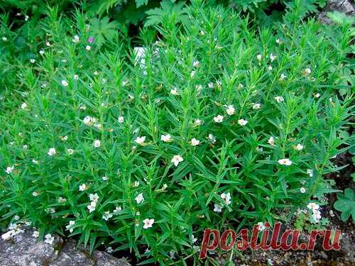 Лекарственное растение Авран аптечный (Gratiola officinalis). Многолетнее, голое растение высотой 15-40 см. Листья накрест-супротивные, сидячие, ланцетные, заостренные, коротко-, но остропильчатые, трех- или пятижилковые. Одиночные цветки на длинных цветоножках; венчик беловатый с красноватыми жилками или с красноватой каймой, трубка венчика желтоватая, длиной 1 см. Цветки в пазухах листьев. Чашелистики линейные.
 
Местопроизрастание
Влажные луга, берега и канавы, тростниковые заросли.