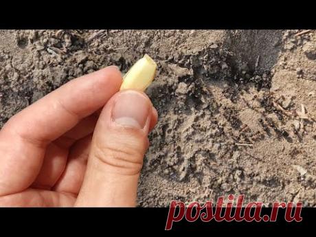 Муравьи 50 лет не возвращаются в мой огород! Сделайте так и муравьев у вас больше не будет!