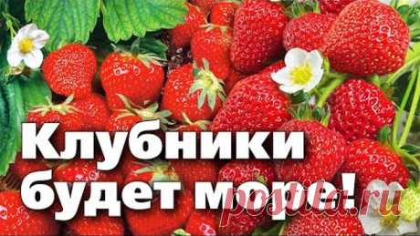 ОБРАБОТАЙТЕ КЛУБНИКУ ВЕСНОЙ ИМЕННО ТАК!