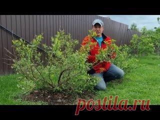 Как я победил сорняки у себя на участке