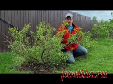 Как я победил сорняки у себя на участке