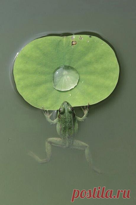 Лягушки, Лилии and Дождь on Pinterest