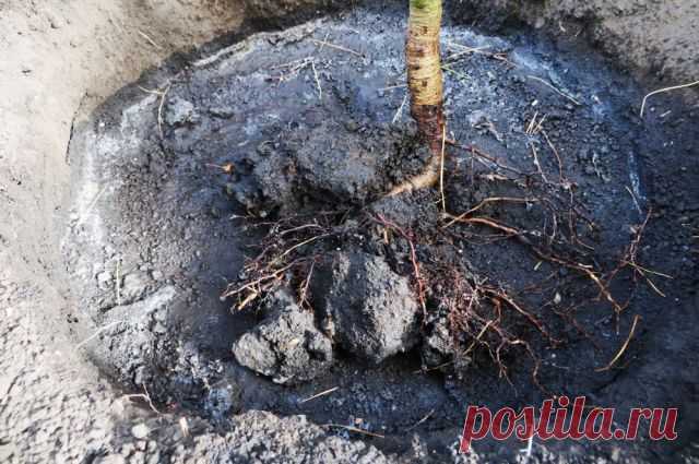 7 ошибок любителя. Почему плодовые растения не оправдывают ожиданий?