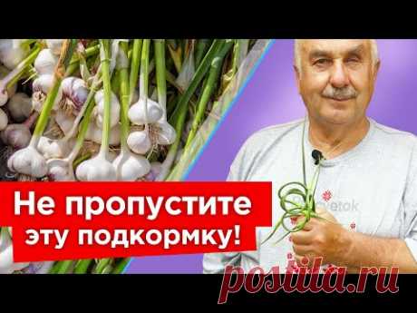 ФИНАЛЬНАЯ ПОДКОРМКА ЧЕСНОКА и другие работы, которые ВДВОЕ увеличат размер и лежкость головок