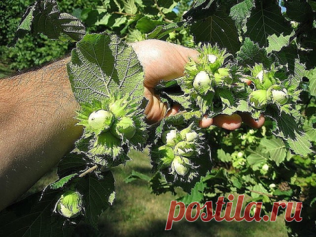 Как создать ореховый сад

Лещина и фундук – редкие гости на наших садовых участках. И это довольно странно, если учесть, сколько стоит один килограмм орехов. На участке в четыре сотки можно создать целый сад из фундуков, которые будут хорошо плодоносить.

О ПОЧВЕ

Фундук предпочитает легкие по механическому составу и богатые органикой почвы. Если земля на участке другая, то ее надо подкорректировать, добавив в посадочную яму песка и перегноя. Причем перегноя нужно сравните...