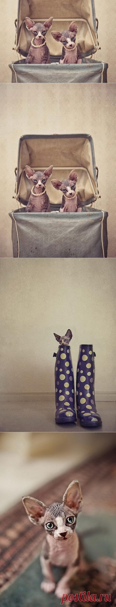 Чудесные кошки-сфинксы на фотографиях Серены Ходсон