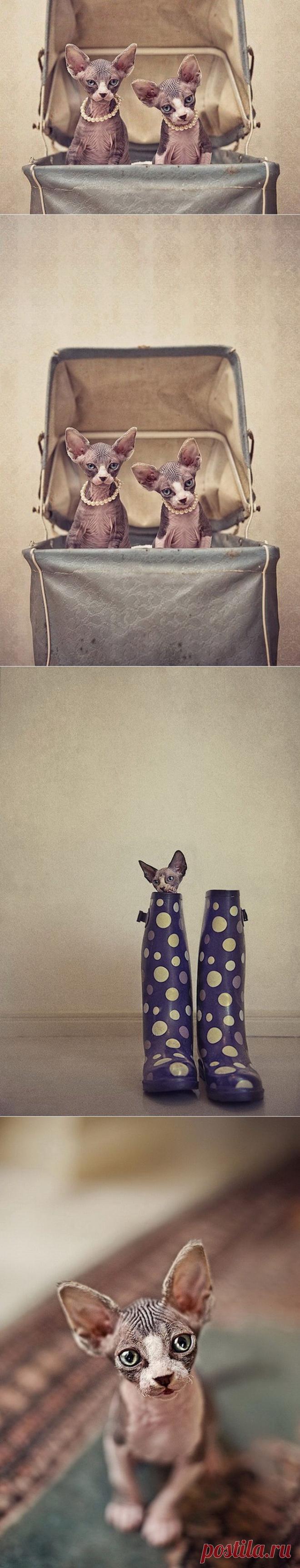 Чудесные кошки-сфинксы на фотографиях Серены Ходсон