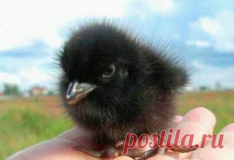 17 мимишных детенышей, перед чьим обаянием не устоит и самый черствый человек