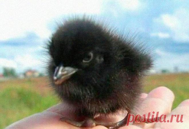 17 мимишных детенышей, перед чьим обаянием не устоит и самый черствый человек