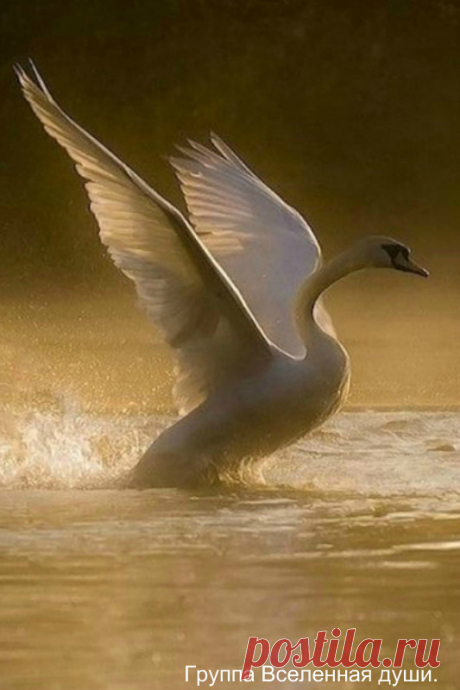 ஜ═════════════════ஜ۩۩۩۩ஜ═════════════════ ஜ

Два лебедя на парковом пруду 
Смотрели вслед покинувшей их стае. 
Еще вчера не верилось в беду, 
А нынче их надежда в небе тает. 
Лебёдушка поранила крыло 
– Проказы нерадивого мальчишки. 
Для смеха он «подставил» ей весло, 
А обернулось боли яркой вспышкой. 
За стаей, безусловно, не успеть. 
Всего-то может – в высь с трудом подняться. 
А Лебедь? Лебедь мог бы улететь, 
Но он решил с любимою остаться. 
Что ждет влюбленных – вам ...