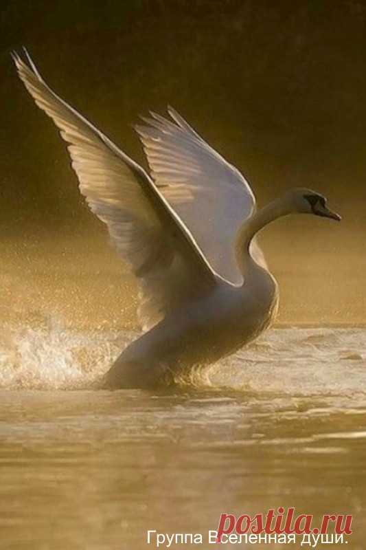 ஜ═════════════════ஜ۩۩۩۩ஜ═════════════════ ஜ

Два лебедя на парковом пруду 
Смотрели вслед покинувшей их стае. 
Еще вчера не верилось в беду, 
А нынче их надежда в небе тает. 
Лебёдушка поранила крыло 
– Проказы нерадивого мальчишки. 
Для смеха он «подставил» ей весло, 
А обернулось боли яркой вспышкой. 
За стаей, безусловно, не успеть. 
Всего-то может – в высь с трудом подняться. 
А Лебедь? Лебедь мог бы улететь, 
Но он решил с любимою остаться. 
Что ждет влюбленных – вам ...