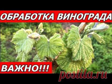 Виноград . ВАЖНО ! Когда и чем обрабатывать !!!