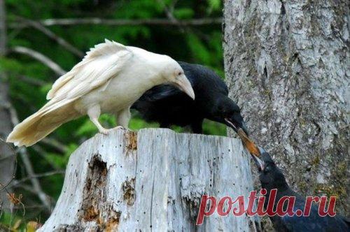 Прикольные картинки для хорошего настроения (51 шт)