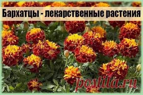 А вы знали, что бархатцы - лекарственные растения? 

Их используют для профилактики болезней поджелудочной железы, сахарного диабета, для укрепления сосудистой стенки и нервной системы. Обязательно попробуйте лекарства с бархатцами ! 

Рецепт №1. 

1 цветок бархатца вместе с семенами измельчить и заварить в 1 стакане кипятка. Принимать по 1/4 стакана 3-4 раза в день. 

При панкреатите с частыми приступами по 1 ст. ложке каждые 1-2 часа. 

Рецепт №2. 
При витилиго, нейродер...