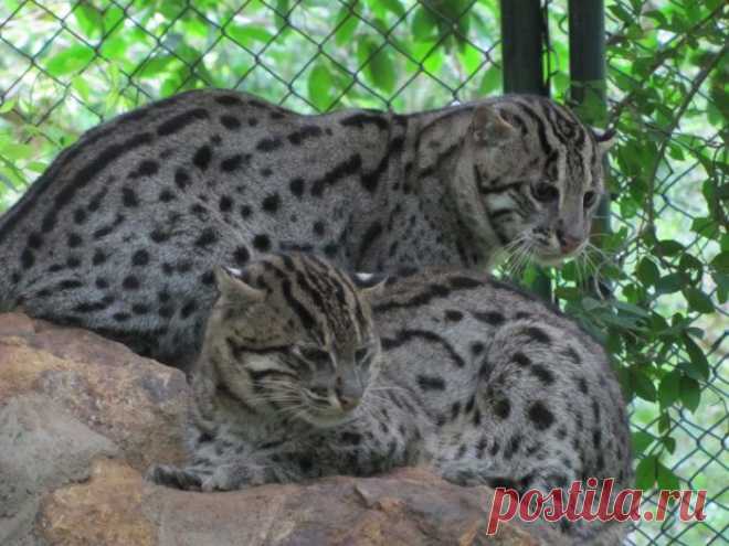 Кошка-Рыболов или Виверровый кот: 25+ фото Крапчатой, цена