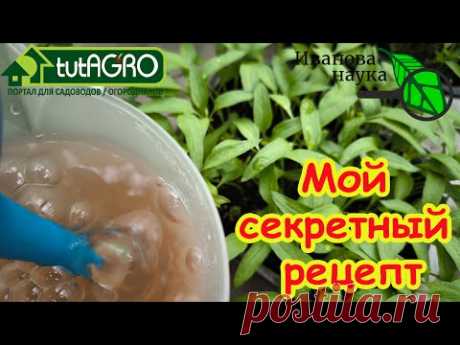 РАСКАЧАЙТЕ ФИТОСПОРИН! Простой способ усилить действие биопрепаратов в 100 раз!