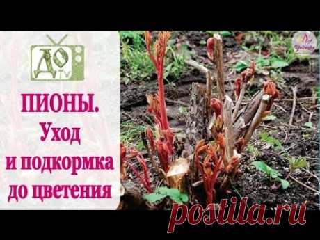 ПИОНЫ. Уход и подкормка ВЕСНОЙ до цветения