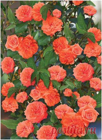 Саженцы плетистых роз (оранжевые)