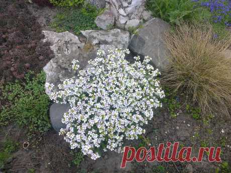 Арабис, резуха кавказская (Arabis caucasica)