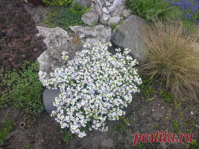Арабис, резуха кавказская (Arabis caucasica)