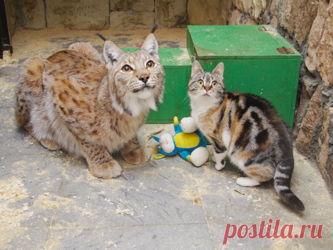 Трогательная история про крепкую дружбу между дикой рысью и обыкновенной кошки.

Рысь по имени Линда появилась на свет в зоопарке летом 2007 года. Она была одномесячным котенком, когда её перевели в контактную зону. Сразу было видно, что Линда — любознательный и живой рысенок, который нуждался в дополнительном внимании. Заботливые сотрудники зоопарка решили, что она заслуживает компанию и выбрали для нее невероятного друга.