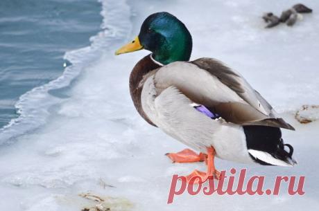 GISMETEO.RU: На Великих озерах тысячами гибнут утки | Происшествия | Новости погоды.... Никому это не напоминает библейские пророчества: ушли тараканы, пропали осы.. теперь птицы. Эта мысль не о вере в Бога, а о катастрофическом изменении в экологии.