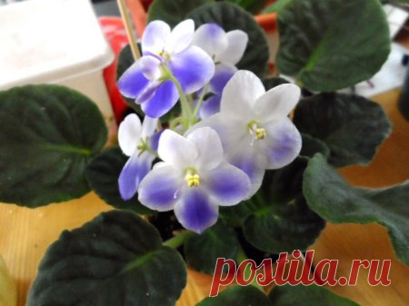 Комнатные растения из семейства Геснериевые