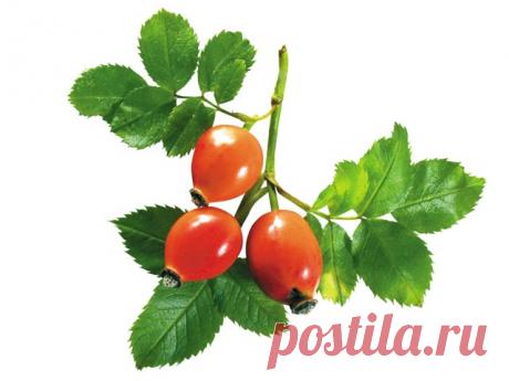 Целебный настой на основе хвои и шиповника