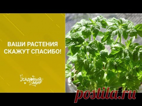 Как сделать землю в горшке с цветами воздушной. Ваши растения скажут СПАСИБО!