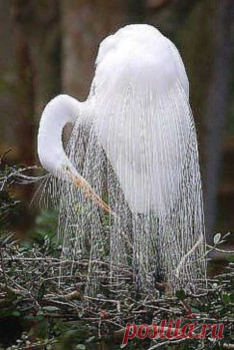 Господи, какую красоту Ты сотворил!!!! Большая Белая цапля...будто невеста в убранстве:-)))
