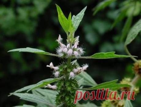 Пустырник пятилопастный в народной медицине - Многолетнее, травянистое растение, достигающий высоты 50-200 см. Четырехгранные, ветвящиеся стебли. Черешковые листья, темно-зеленого цвета. Мелкие цветки с розовым оттенком