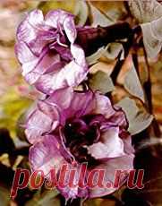 Angel Trumpet - Brugmansia, are hardy, vigorous plants, producing large, fragrant, pendent, trumpet shaped flowers 6 - 10 inches long. [LEARN MORE]