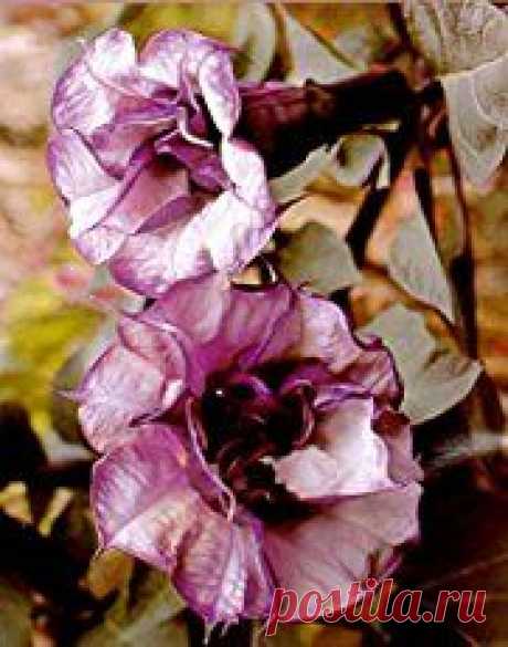 Angel Trumpet - Brugmansia, are hardy, vigorous plants, producing large, fragrant, pendent, trumpet shaped flowers 6 - 10 inches long. [LEARN MORE]