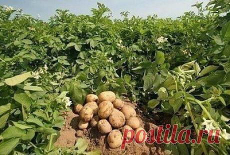 (90) Одноклассники